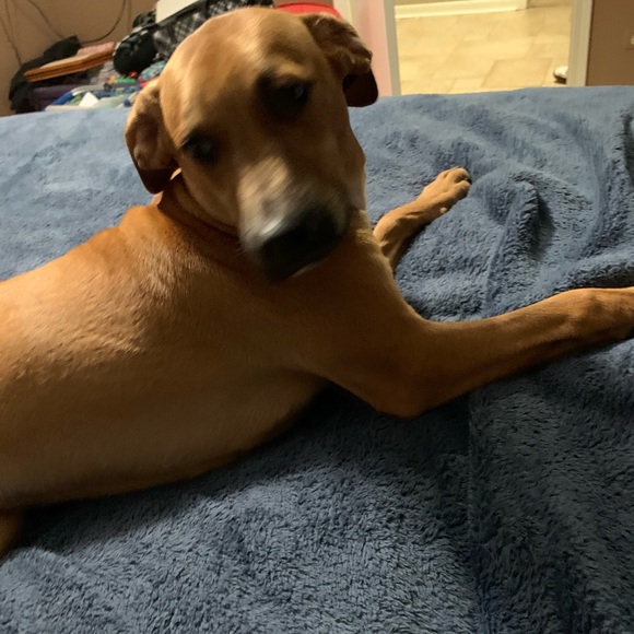 Meet your Posher, Raven - Picture 1 of 1